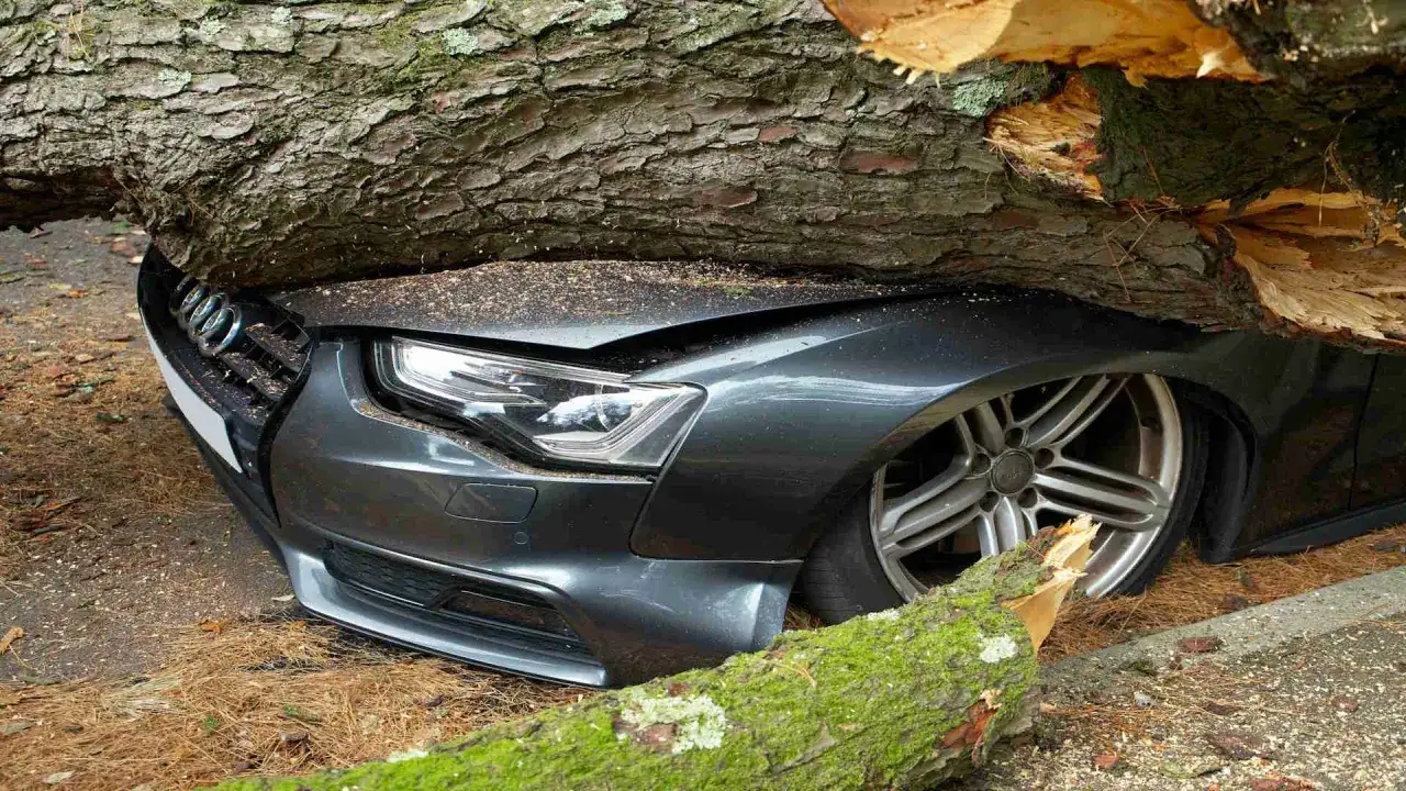Szary Audi uwięziony pod powalonym drzewem. Widoczny przód auta, maska i koło. gap rti.